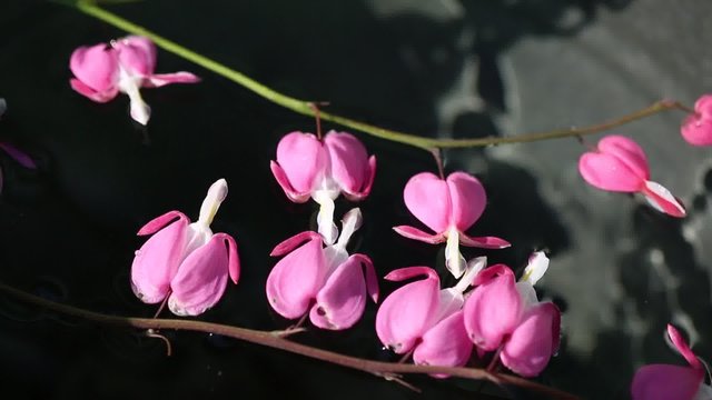 &ldquo;Broken Heart&rdquo; (Dicentra) on the water. 