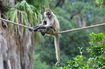 Spider monkey sit on a rope
