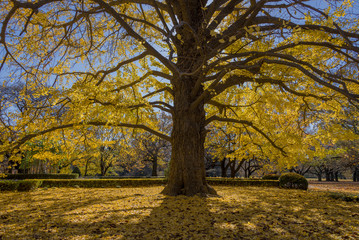 Ginkgo tree in Autumn