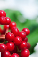 Red viburnum berries