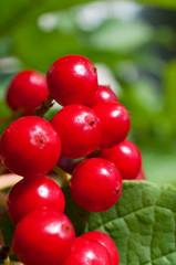 Red viburnum berries