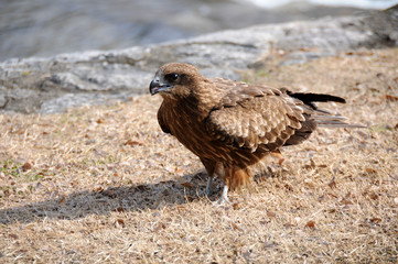 鳶