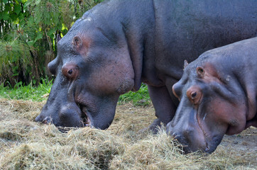 Two Hippopotamus eat hay