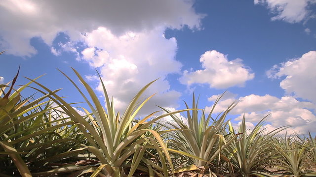 Pineapple farm with blue sky