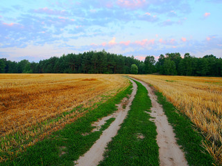 Green Dirt Road Through Harvested Field