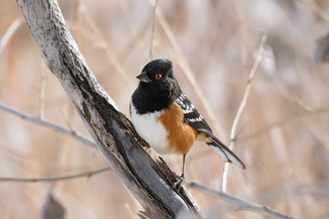 Spotted Towhee perching on branch, Bernardo Wildlife Area, New Mexico