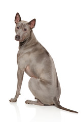 Thai Ridgeback Dog