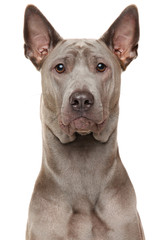 Thai Ridgeback Dog