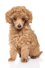 Toy Poodle puppy