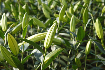 The lilies in the greenhouse