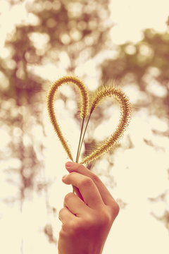 Human hand holding heart-shape grass flower. Love concept.