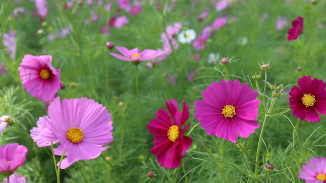 Close up Cosmos flowers in fiel