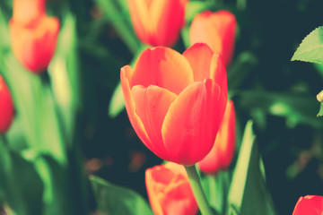 Beautiful bouquet of tulips with filter effect retro vintage sty