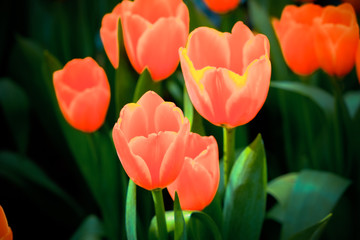 Beautiful bouquet of tulips with filter effect retro vintage sty