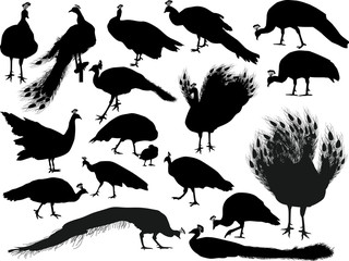 eighting peacocks silhouettes isolated on white