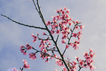 Wild himalayan cherry flower with filter effect retro vintage st