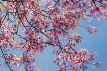 Wild himalayan cherry flower with filter effect retro vintage st