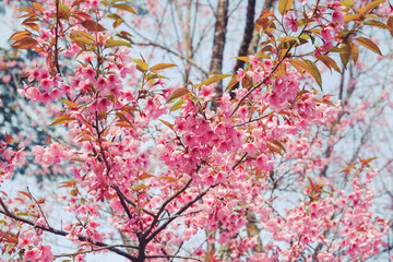 Wild himalayan cherry flower with filter effect retro vintage st