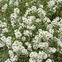 Duftsteinrich - Lobularia maritima