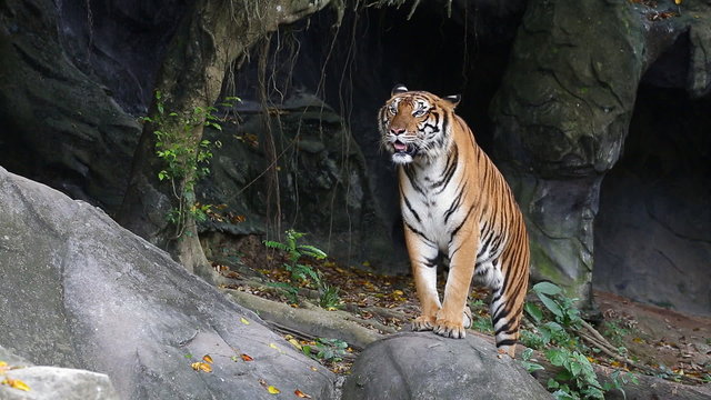 Tiger in teh zoo - Chonbiri , Thailand