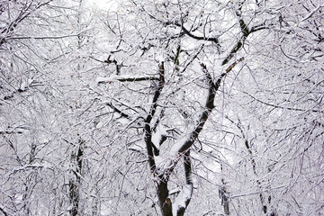 Winter white background branches of trees covered with frost and snow.  Suitable for cards.