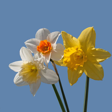 Narzissen - Narcissus