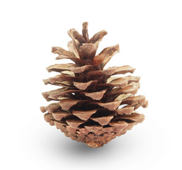 pine cone on white background