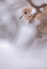Eurasian Collared-Dove