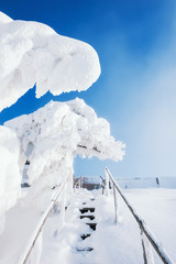 Fototapeta na wymiar Snow-covered trees in winter park.