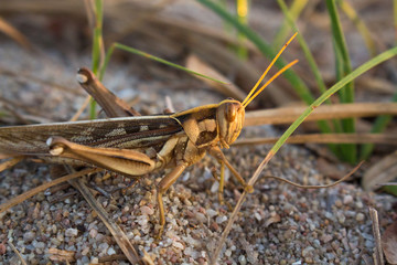 The male grasshopper Evening Sun