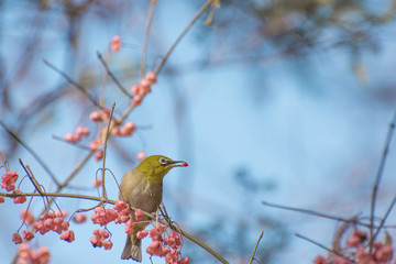 マユミの実をついばむメジロ