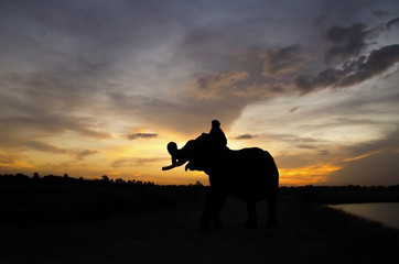 Fototapeta na wymiar Elephant standing in a rice field with the mahout
