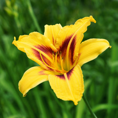 Fototapeta na wymiar Yellow lily flower