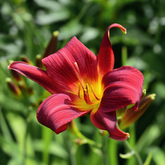 Red lily flower close up