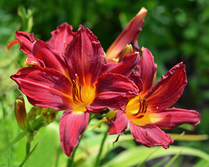 Red lily flower