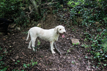 Obraz premium Dog (lagotto romagnolo) looking for truffles