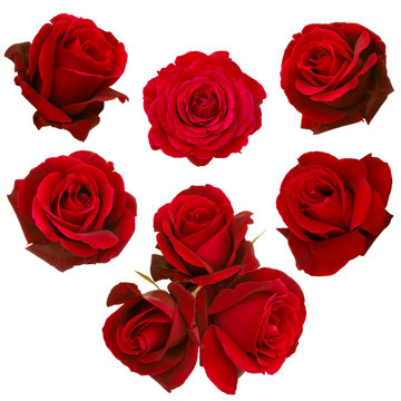 Fototapeta collage of red roses