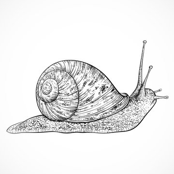 Snail. Vintage hand drawn vector illustration