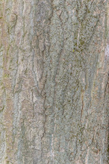 The texture of tree bark