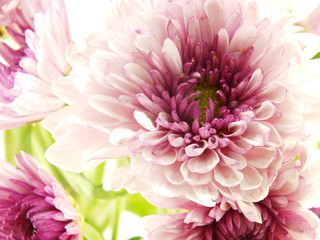 beautiful chrysanthemums pink flowers bouquet