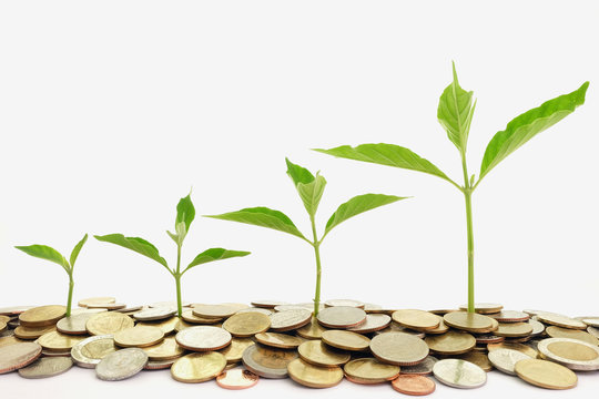 Plant Growth On The Pile Of Coin