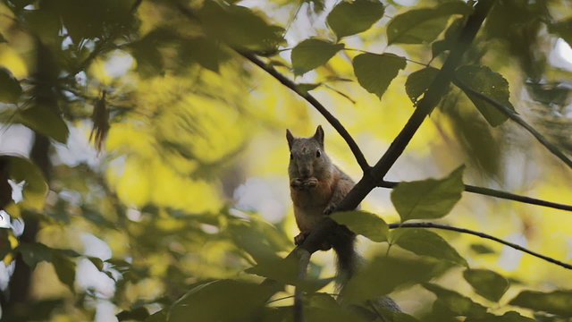 squirrel eating a nut close-up