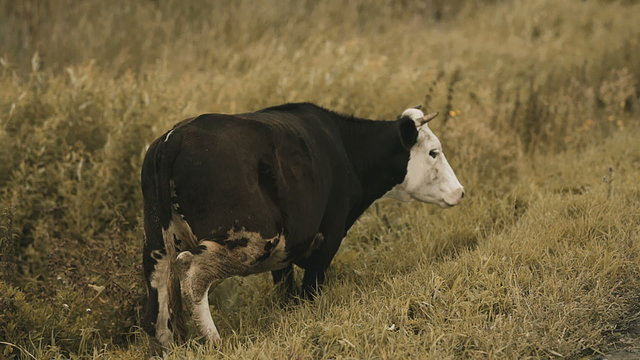 cow stands on field