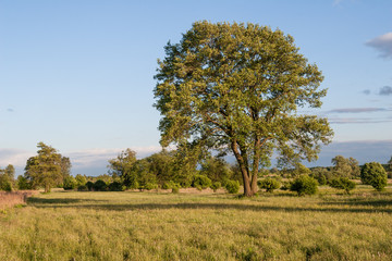 Samotne okazałe drzewo olsza (Alnus) rosnące na łące © jakubczajkowski