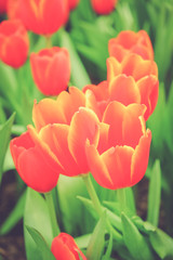 Beautiful bouquet of tulips with filter effect retro vintage sty