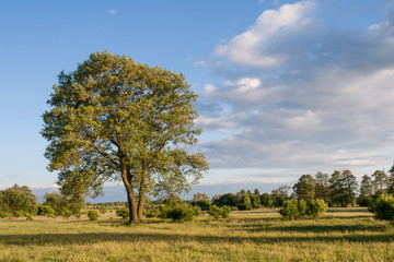 Fototapeta na wymiar Samotne okazałe drzewo olszaa (Alnus) rosnące na łące