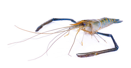 Fresh raw tiger shrimp