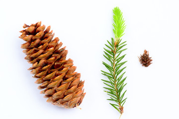 Branches of fir with cone isolated