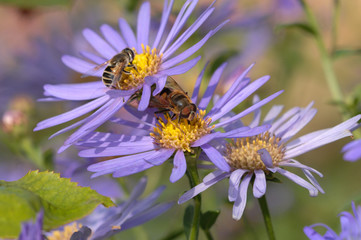 abeille, syrphe