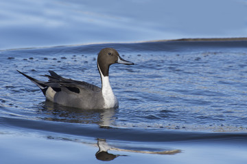 オナガガモのオス